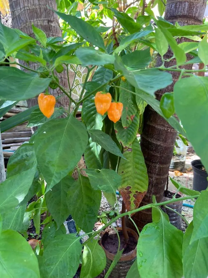 Quinta Salamandra بلايا ديل كارمن المكسيك