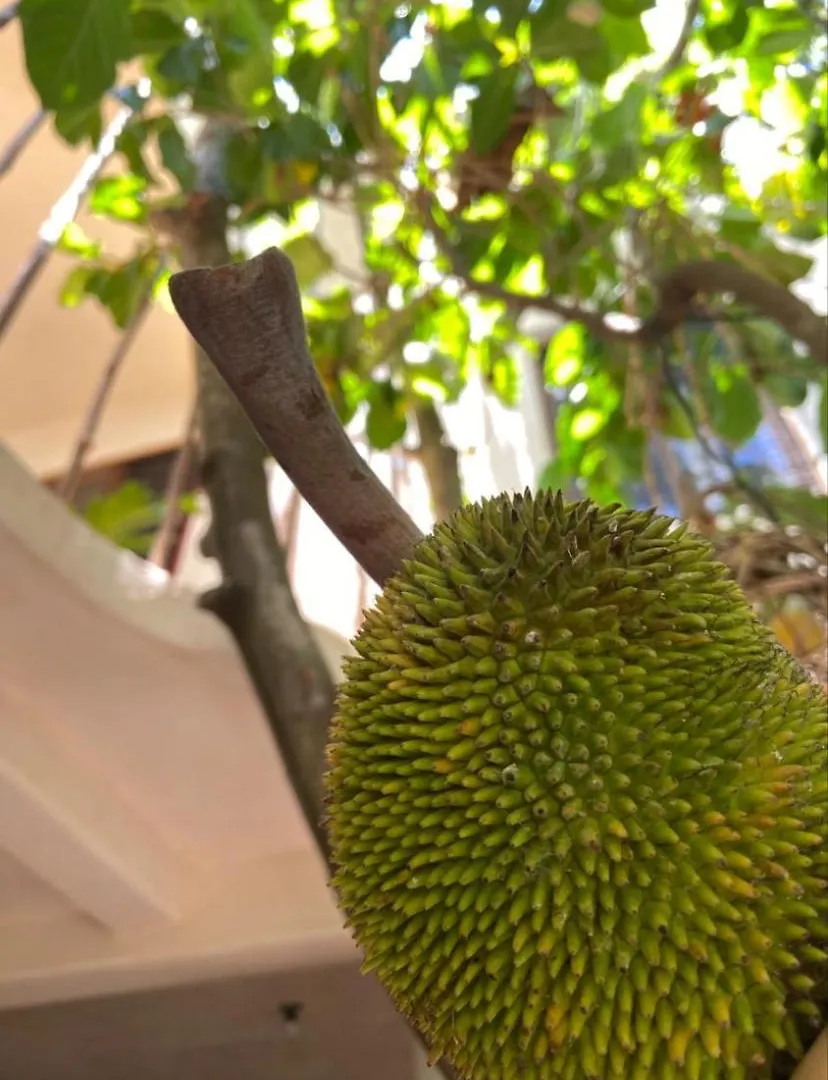 Quinta Salamandra Playa del Carmen Guest house